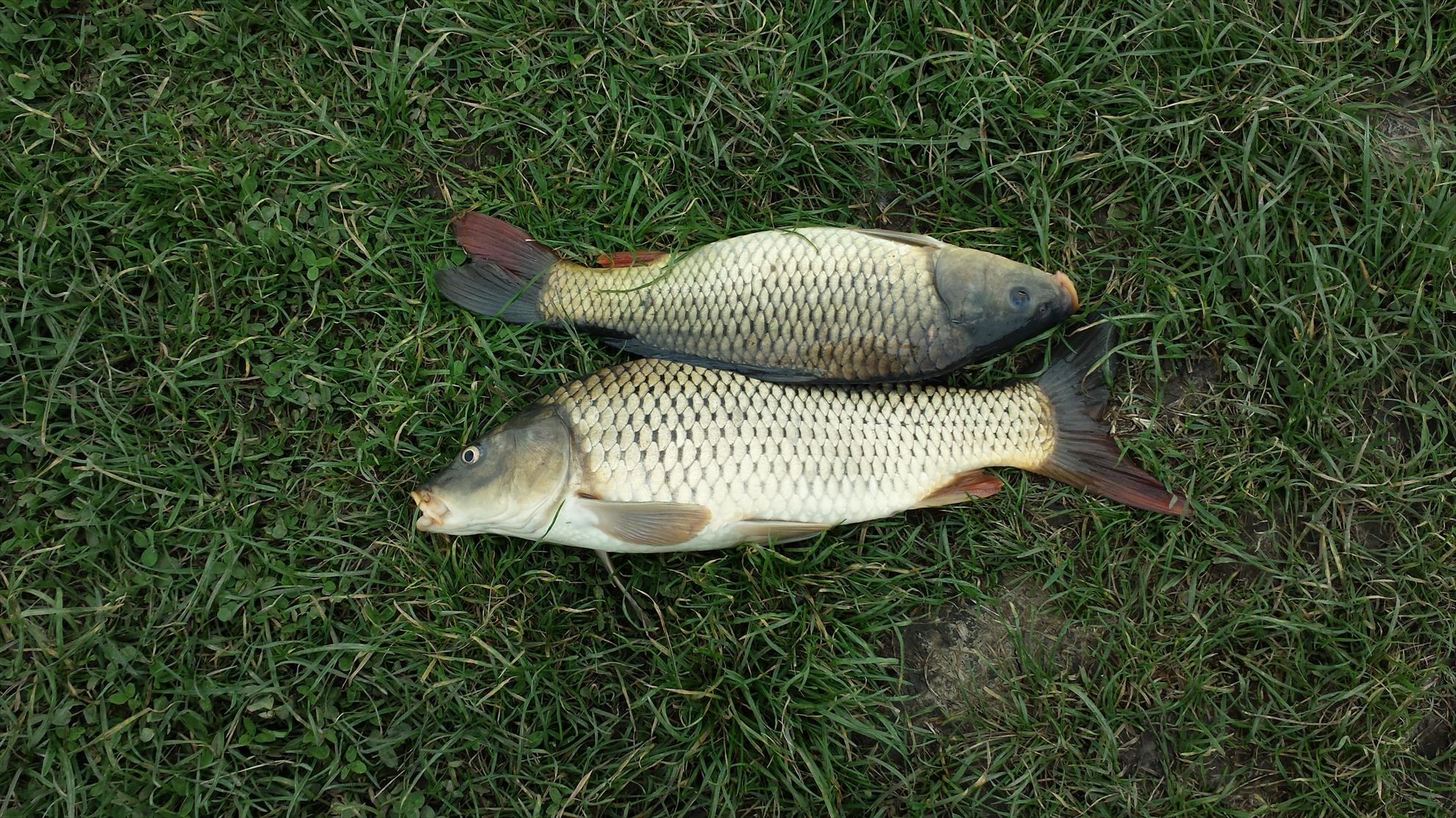 Lupsanu 1 22 aprilie 2014 - 20140422154841.jpg